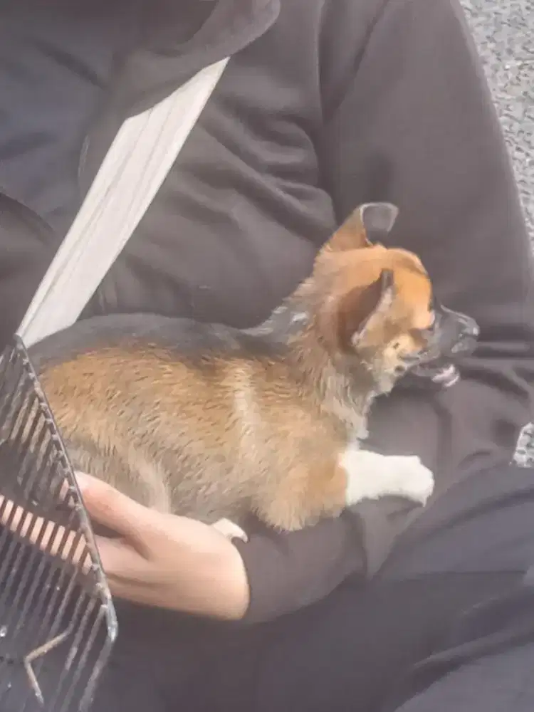Puppies 2 bulan chihuahua dan shihtzu