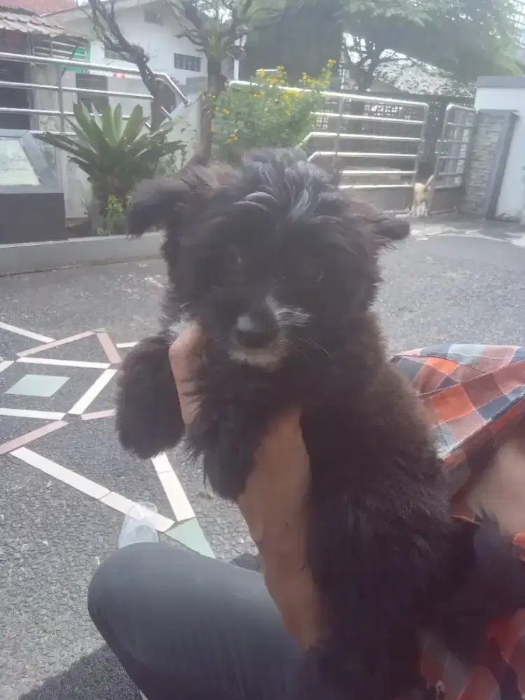 Puppies 2 bulan chihuahua dan shihtzu bisa diantar