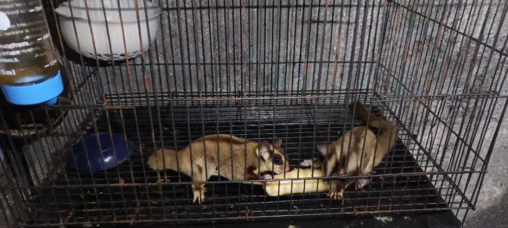 Sugar Glider CG