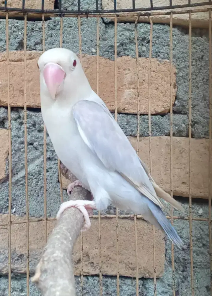 Seekor lovebird pf mata merah