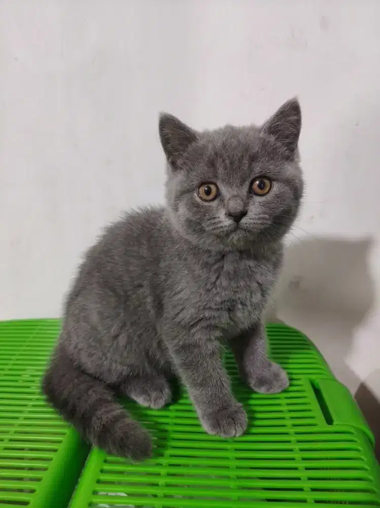 Kucing Kitten BSH betina