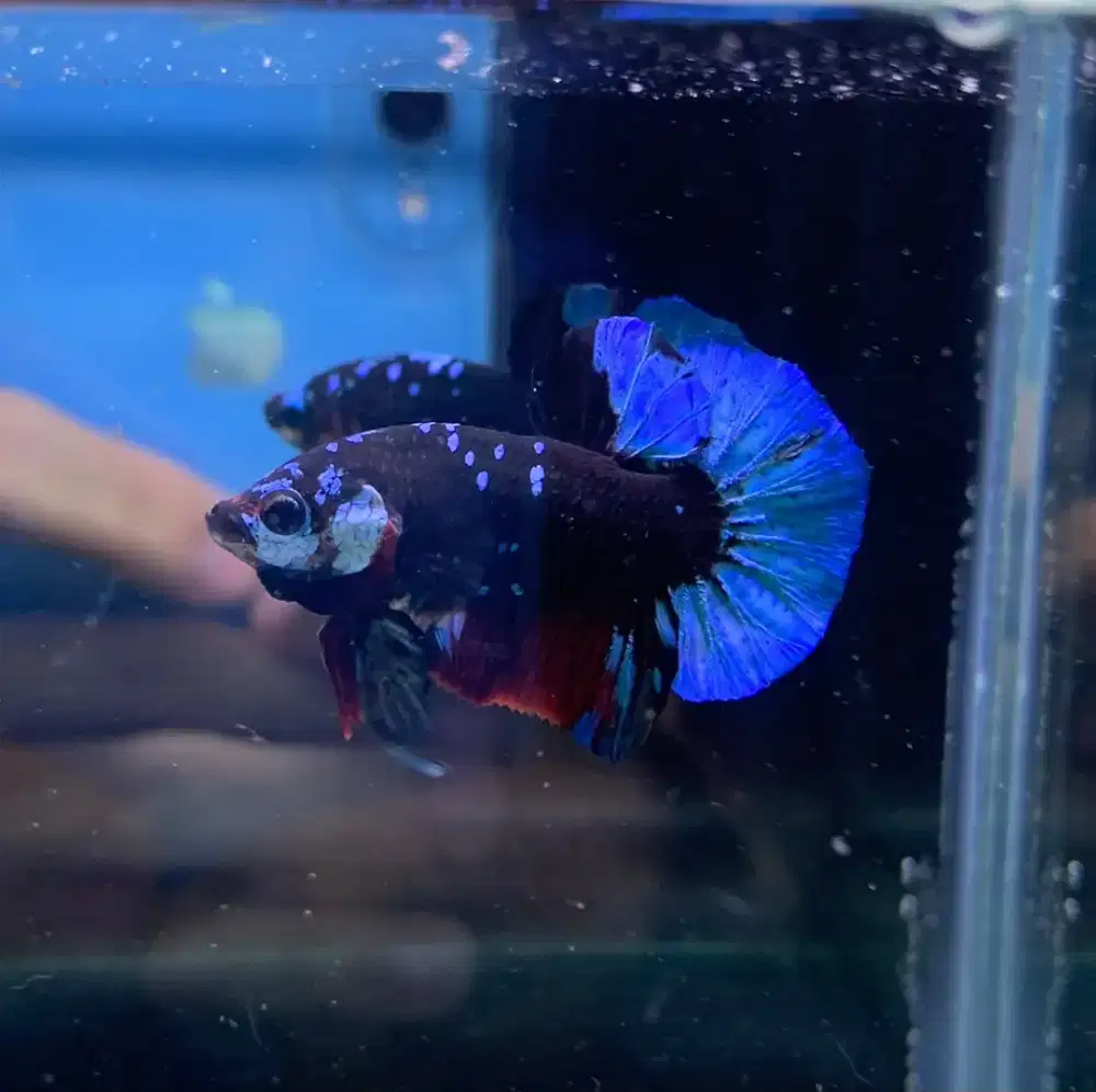 Ikan cupang hias