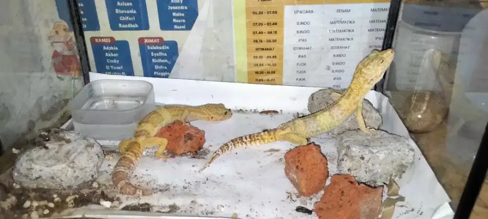 Gecko sepasang lost data