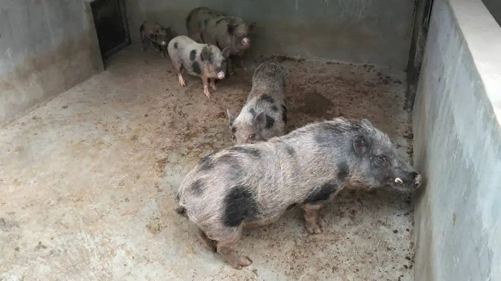 Babi Hias Babi Kriuk