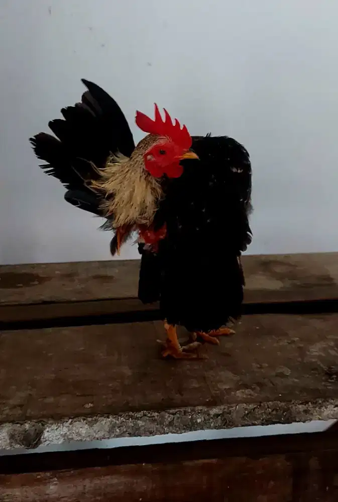 Ayam serama dewasa sepasang