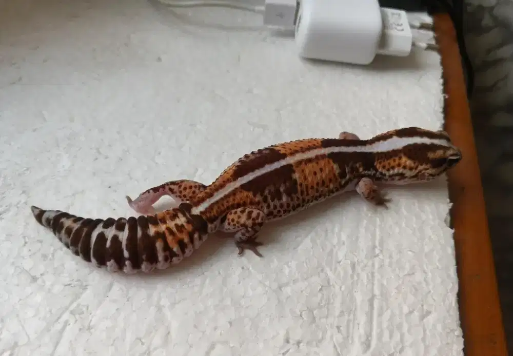AFT Gecko - gecko aft