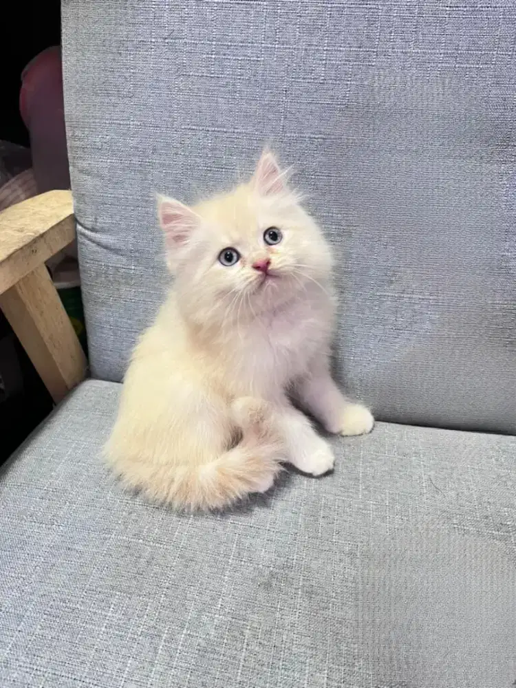 kucing kitten anakan anggora persia ragdoll himalaya mainecoon