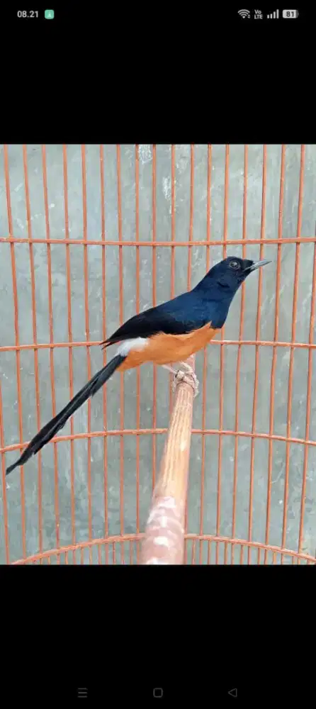 Jual burung murai batu ring