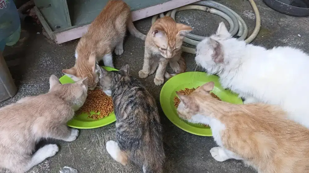 Kucing Mix Ragdol n Lokal