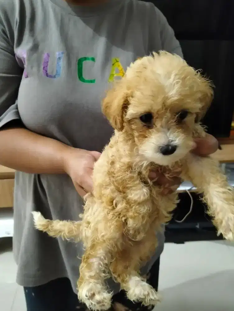Dijual anak anjing usia 1bulan stengah .