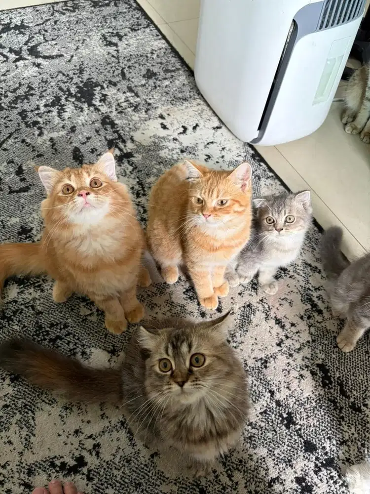 Open Adopt kitten