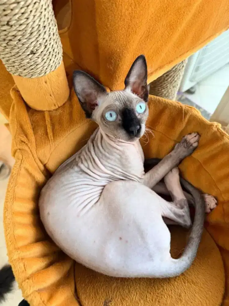 adopt kucing sphynk