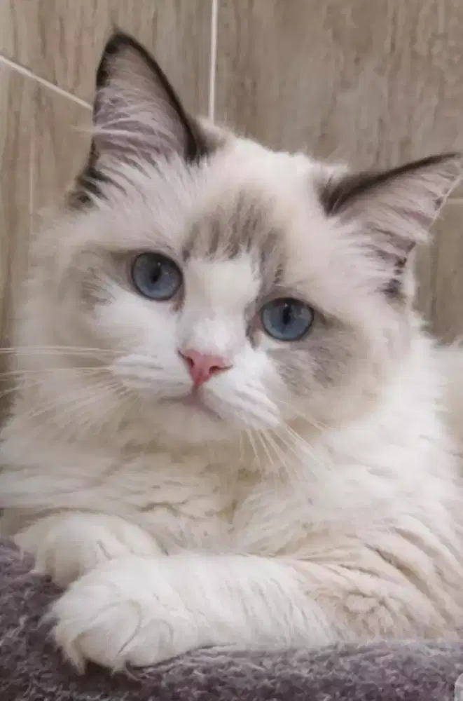 Ragdoll female good quality