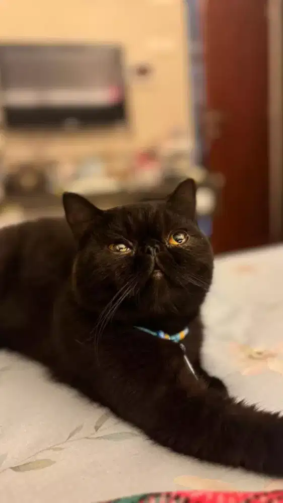adopt exotic persian