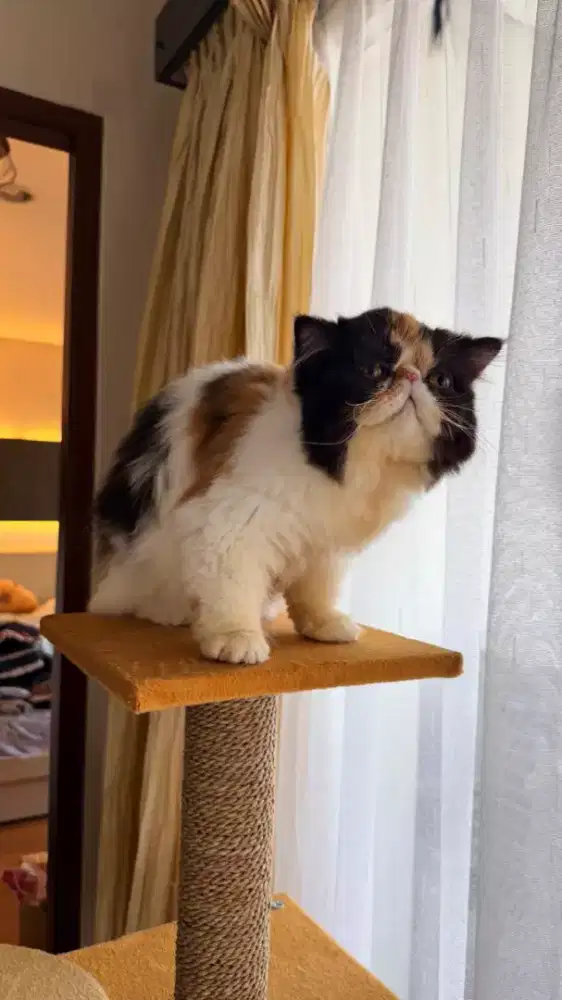 adopt persia female