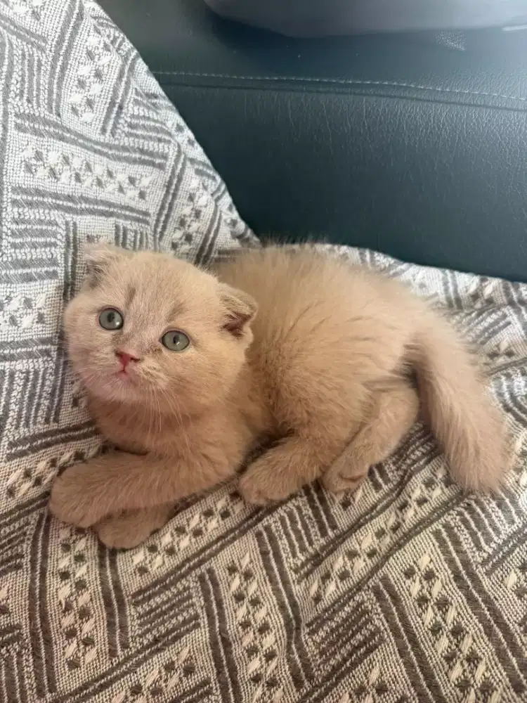 Kitten 
Scottish fold