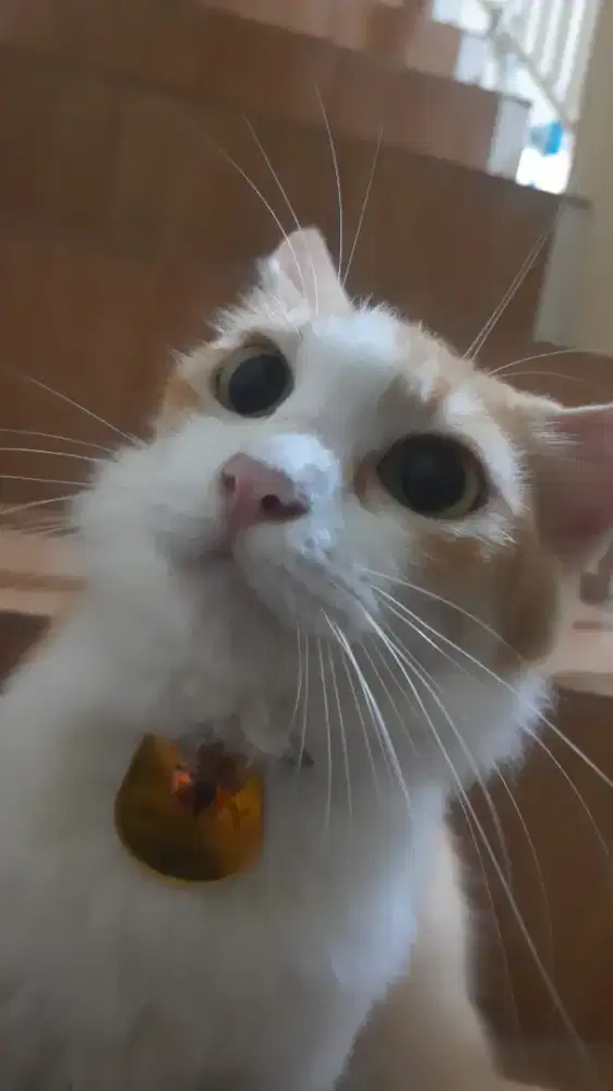 Jual Kucing Betina Ras Anggora