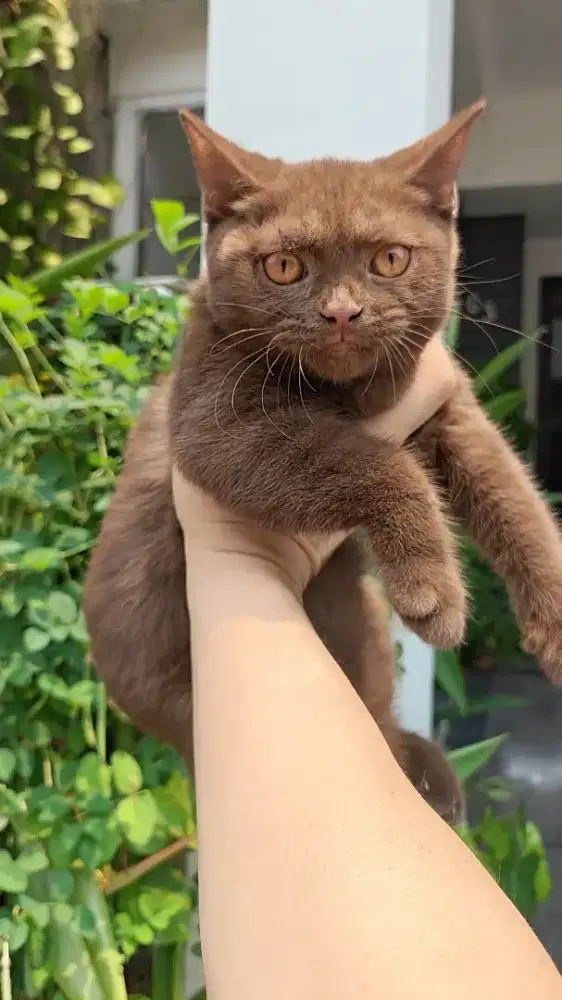 Kucing Bsh britis shothair betina