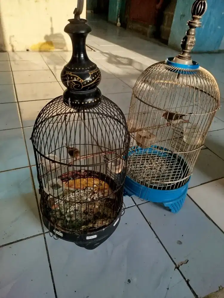Burung prenjak atas klawu sepasang