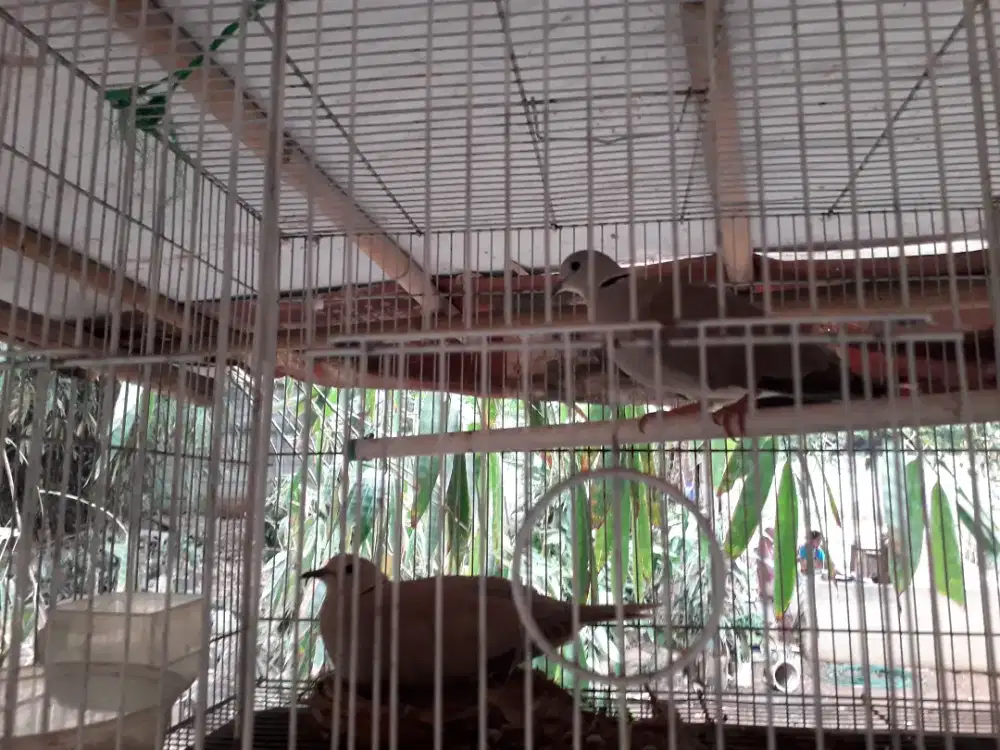 Burung puter sejodoh