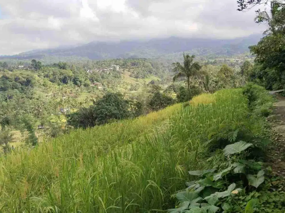 tanah jatiluwih