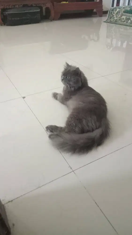 Kucing shot hair