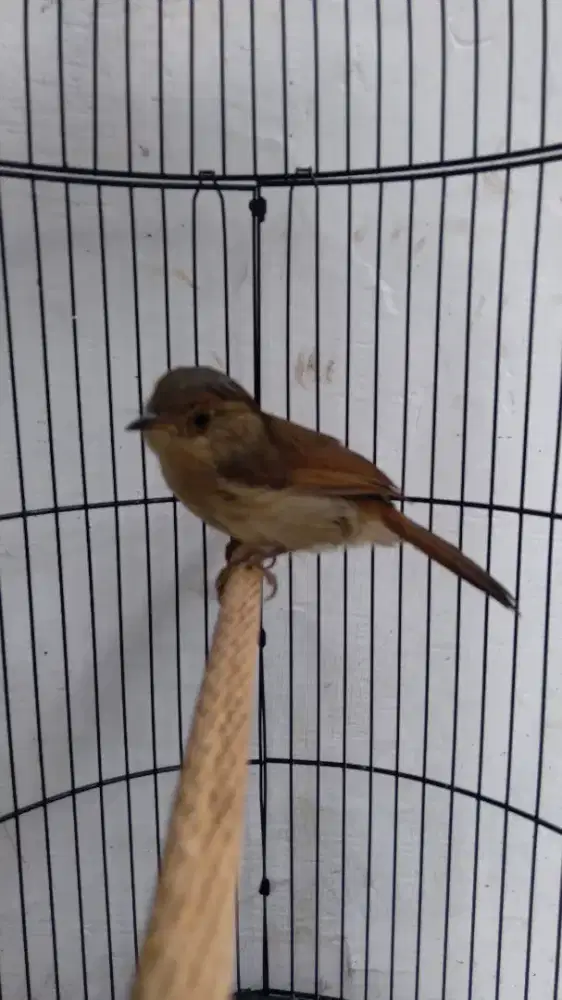 Burung Flamboyan