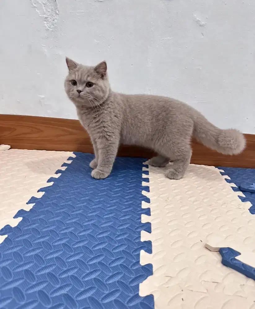 BSH Kitten Lilac Jantan Gembul 10 bulan