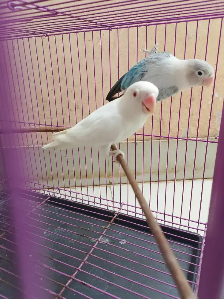 Lovebird Albino MM dan Ewing Blue