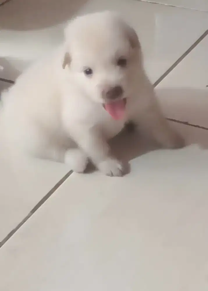 anjing puppy kintamani mix labrador