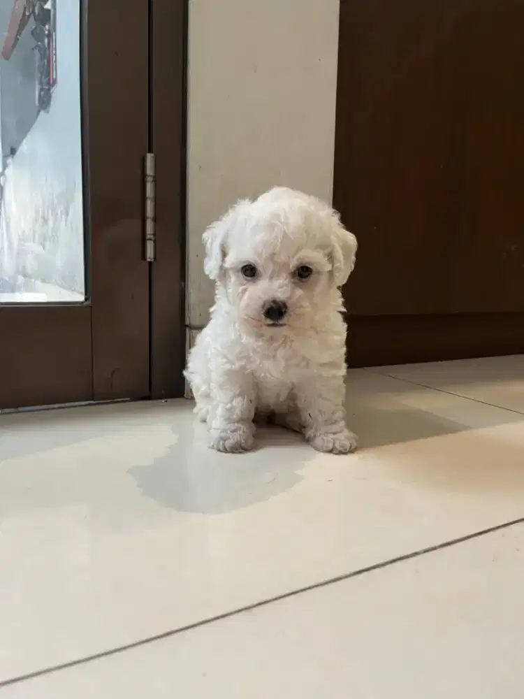 Bichon frise jantan