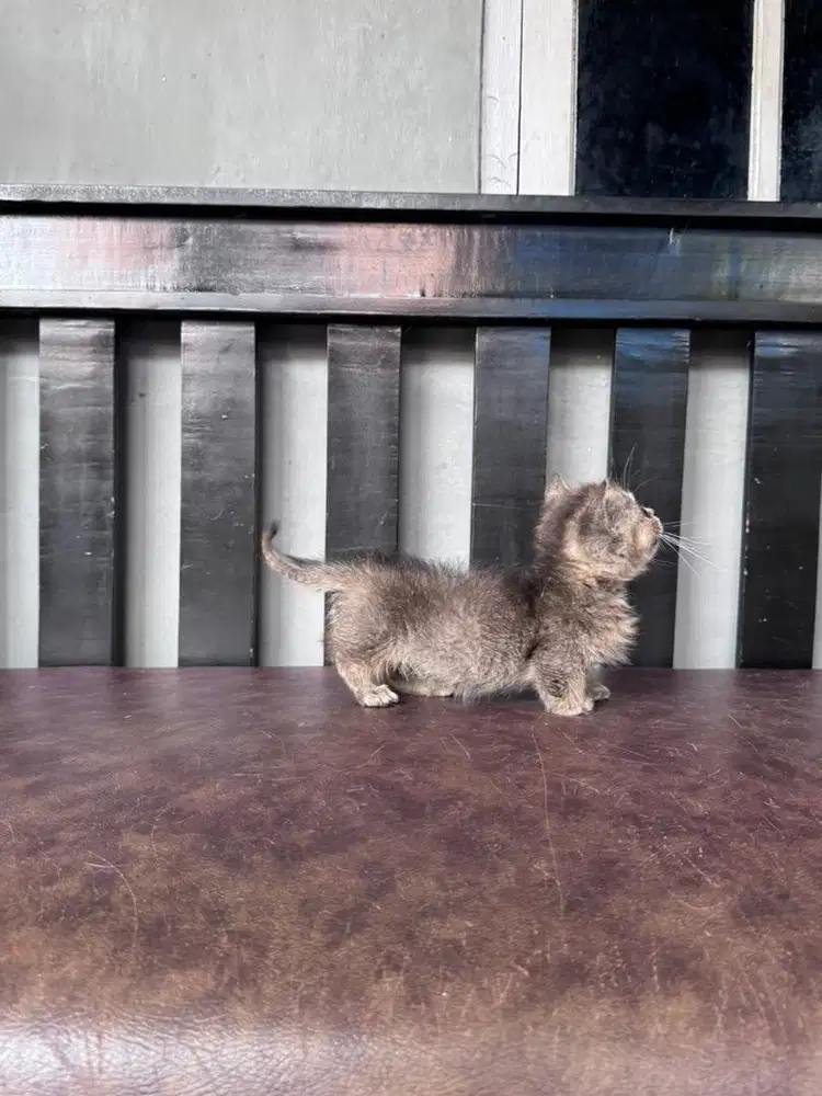 KUCING MUNCHKIN BSH JANTAN