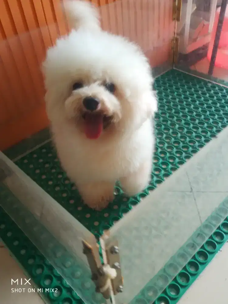 Indukan Mini Bichon frise
