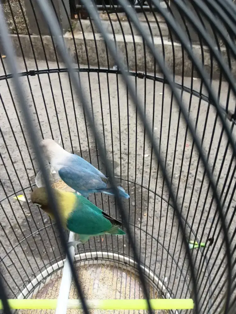 Lovebird jantan dewasa