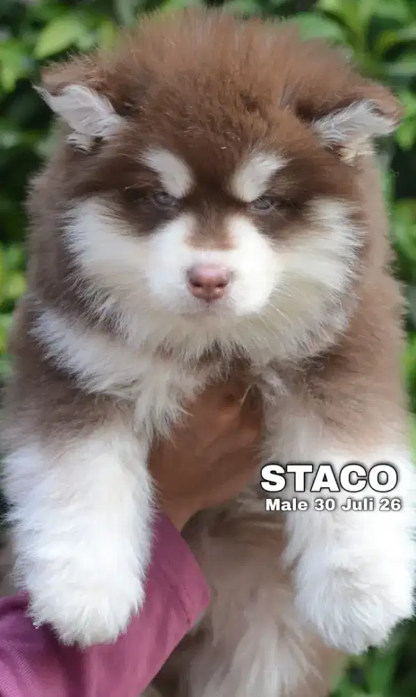 Alaskan malamute red jantan •STACO•