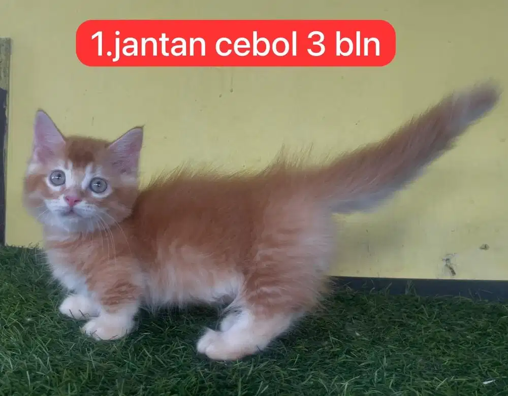 Kucing munckhin x persia kaki super ceper