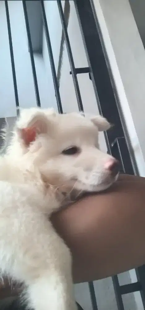 Jual anjing putih