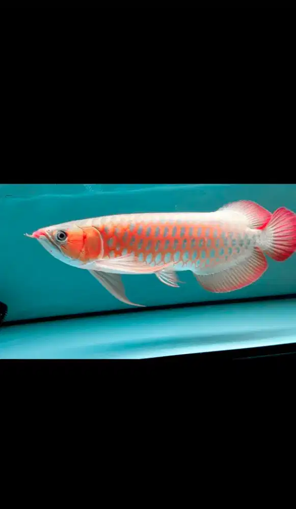 arwana super red