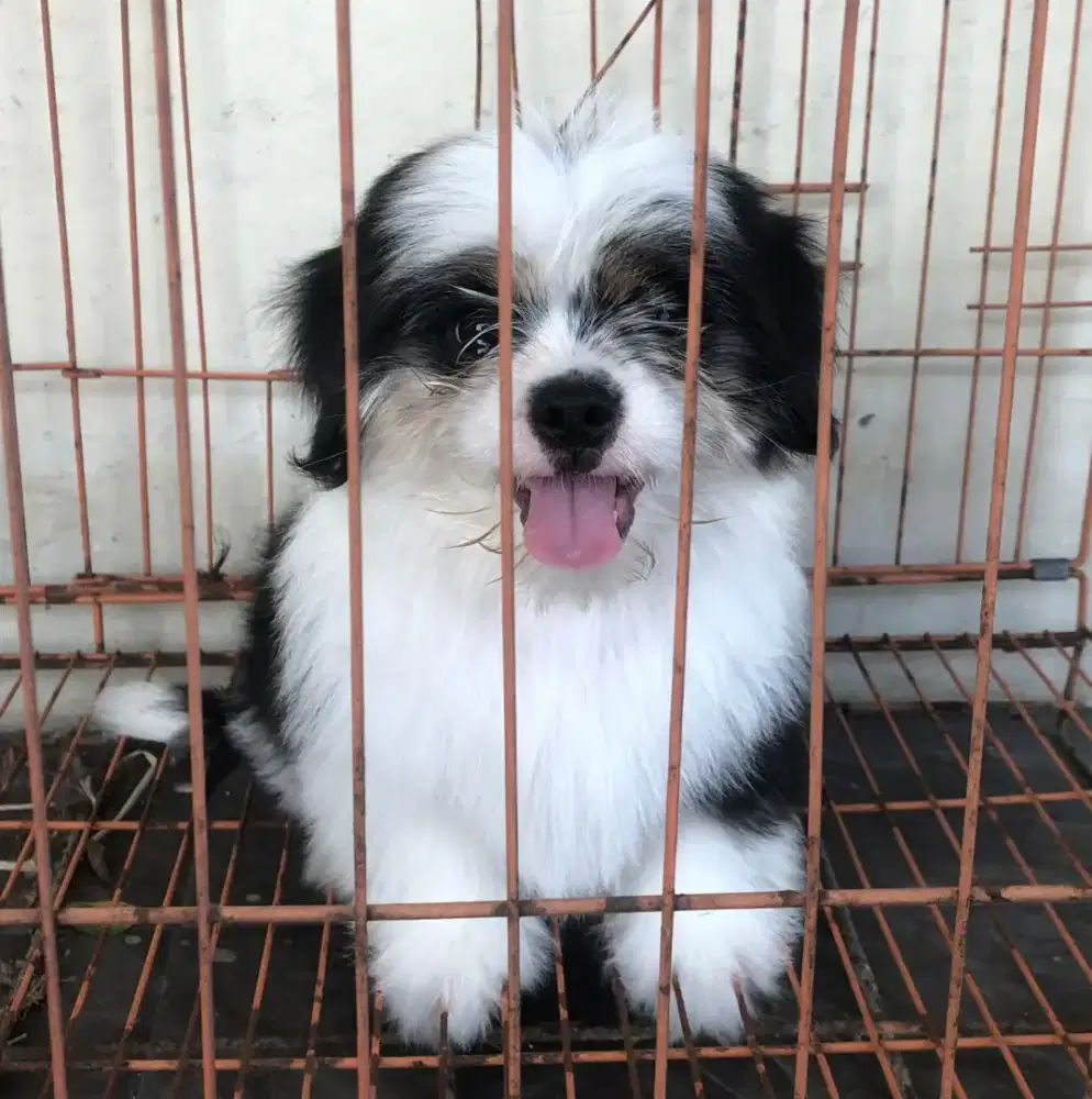 Shitzu jantan usia 3 bulan