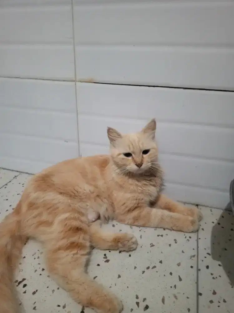 Indukan, kucing Persian flat nose