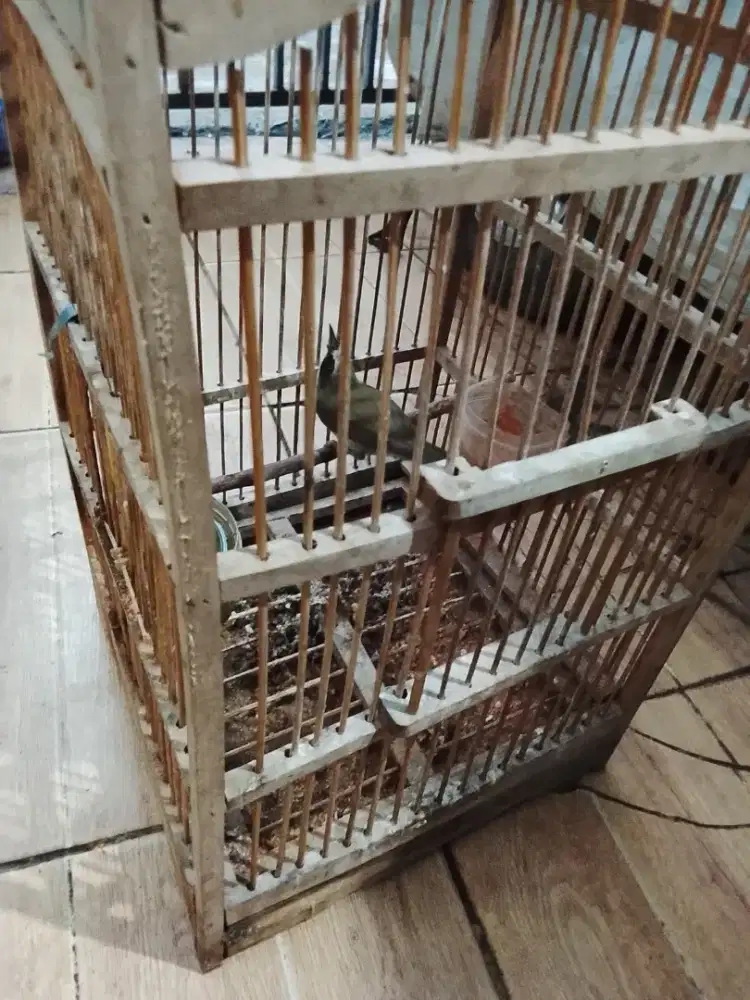Jual burung opior paruh tebal