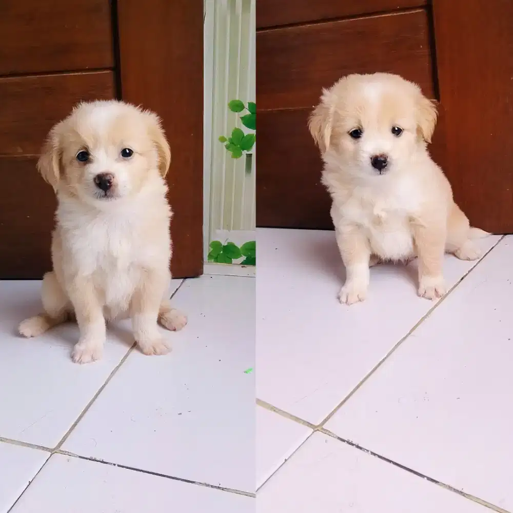 Baby mini girl 2 bulan ad