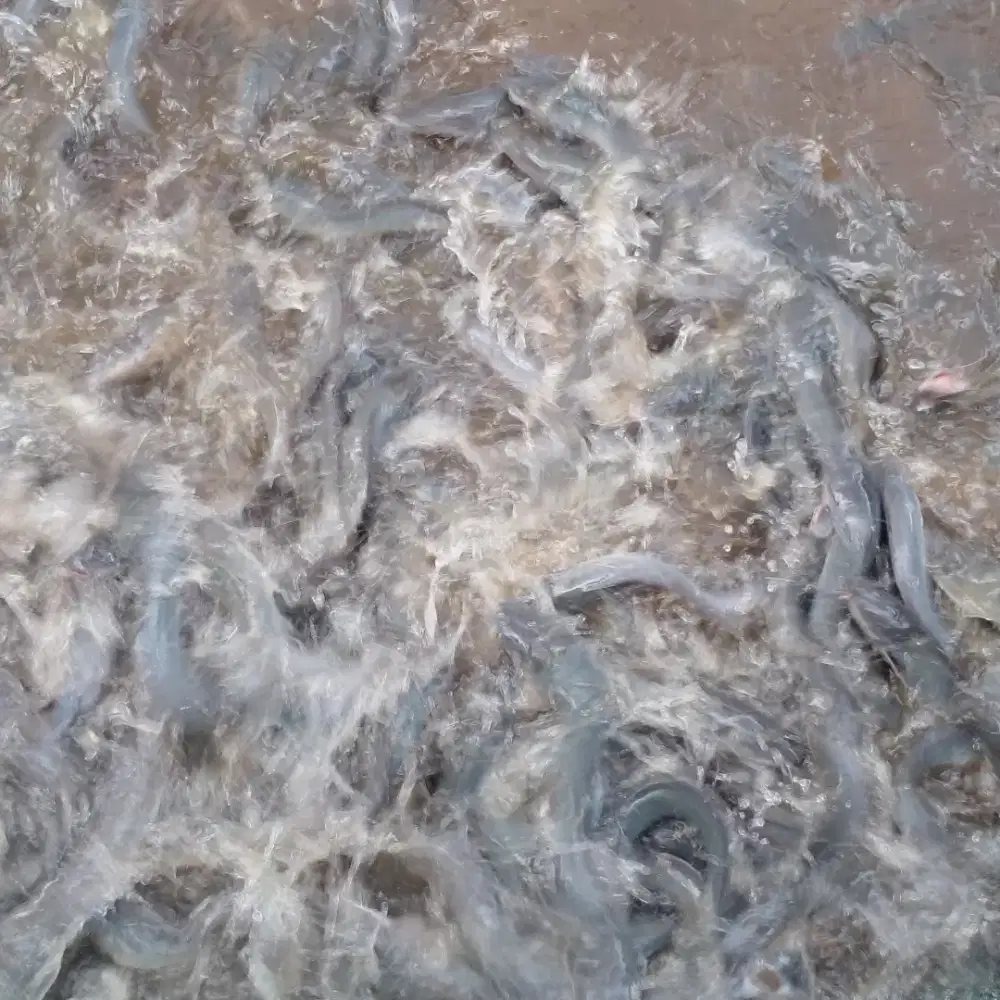 Ikan lele organic