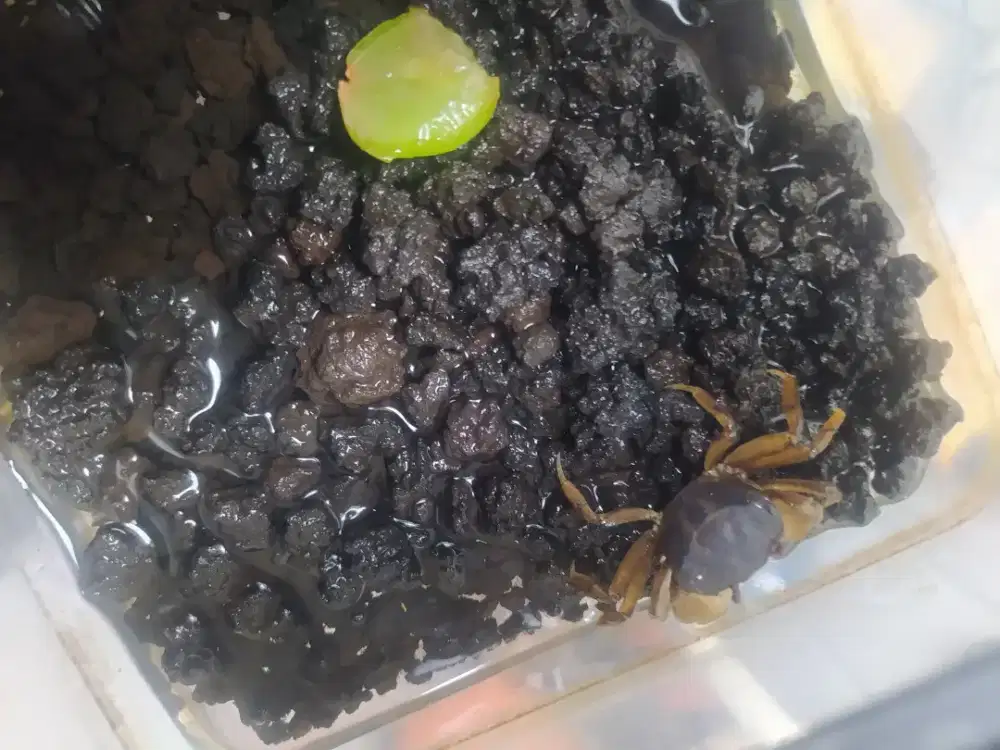 Kepiting celeste size bocil jual cepat saja