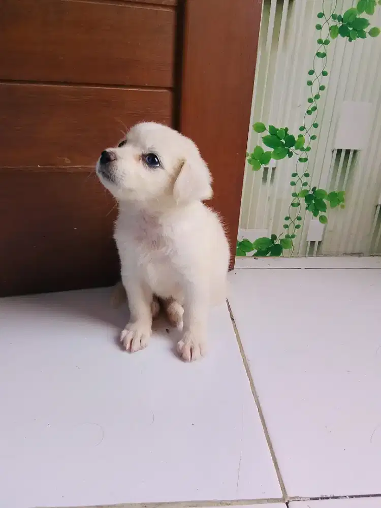 Anak anjing sepasang