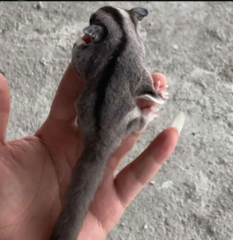 Jual Cepat SUGAR GLIDER CLASIKCGREY usia 3 bln (jenis kelamin cowo)
