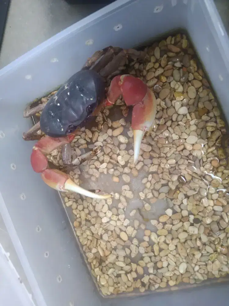 Kepiting jinak size jumbo