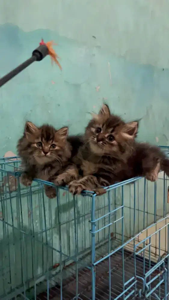 KITTEN PERSIA LONGHAIR