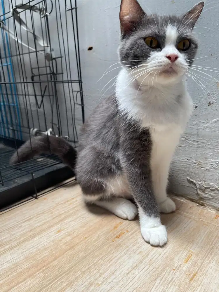Bsh bicolour blue betina