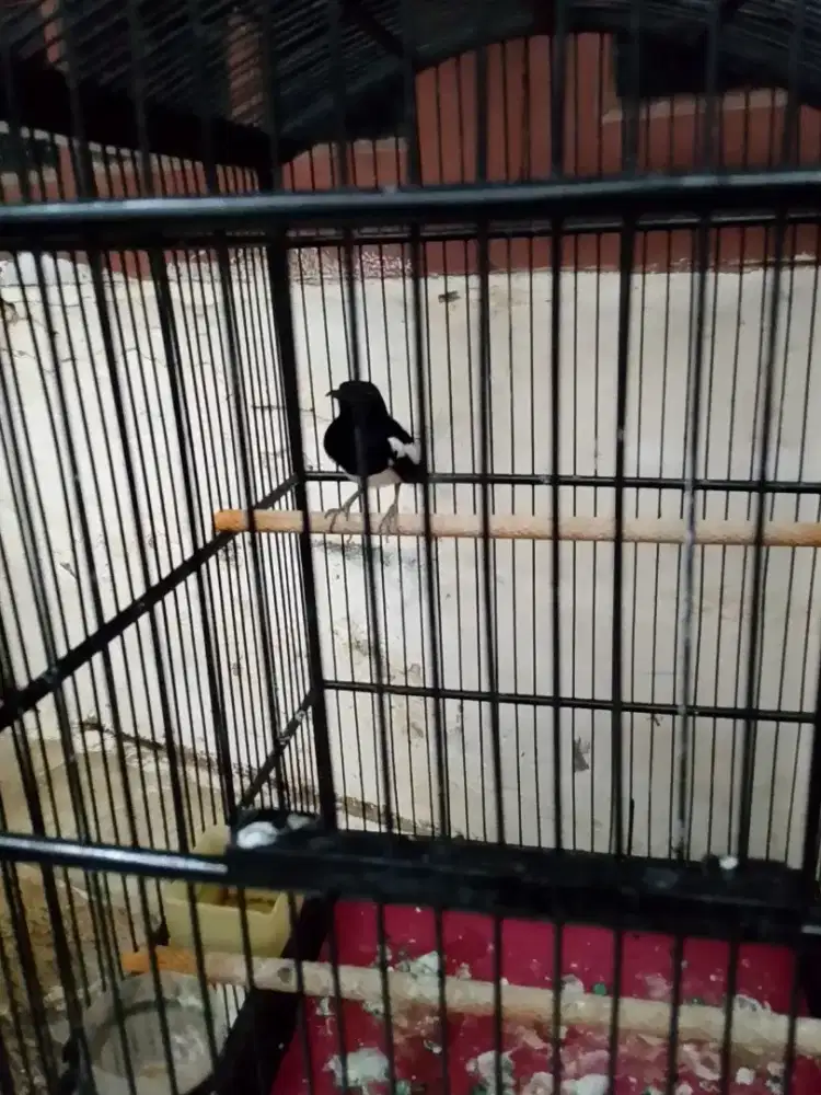 Di jual burung kacer jbr asli tt Ama murai